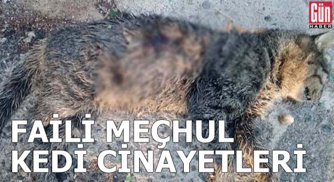 Faili meçhul kedi cinayetleri