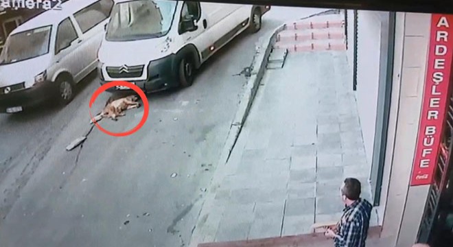 Fatih'te sokak köpeğini ezdi
