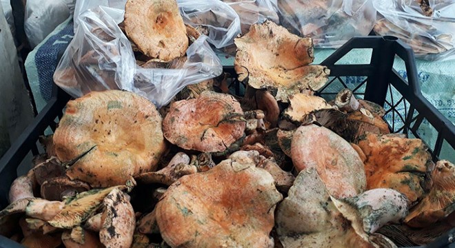 Fethiye'de çıntar mantarı tezgahtaki yerini aldı