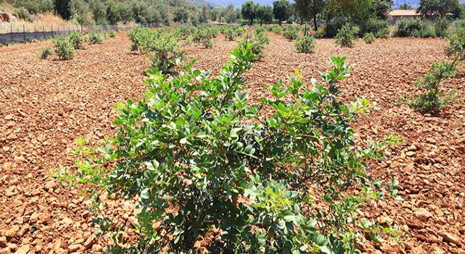Fethiye'de sakız üretimi için 198 ağaç dikildi