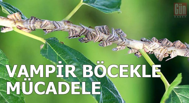 Fındığa dadanan 'vampir' böcekle mücadele