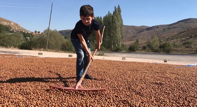 Fındığı kurutmak için güneş göçü