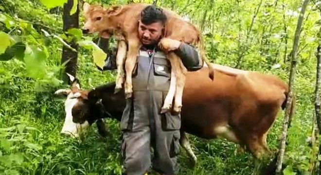 Fındık bahçesinde doğan buzağıyı omzunda taşıdı