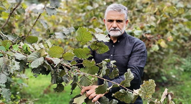 Fındık fiyatı, üreticilerin yüzünü güldürüyor