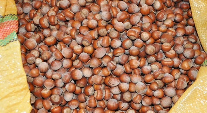 Fındık fiyatındaki yükseliş umutlandırıyor
