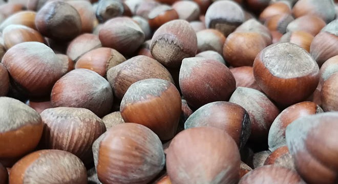 Fındık fiyatları düştü, üreticiye 'satmayın' çağrısı geldi