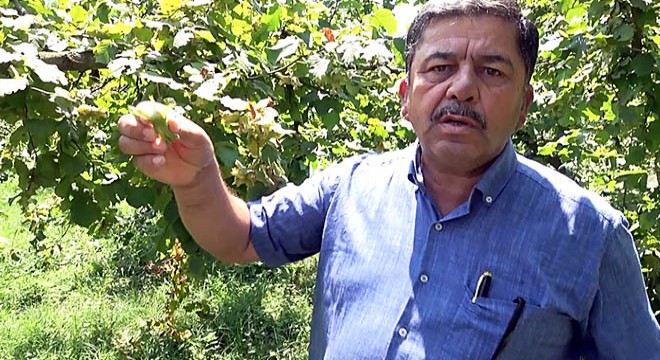 Fındık üreticilerine 'hasat' uyarısı