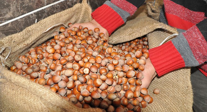Fındık üreticisine 854 milyon TL alan bazlı destek