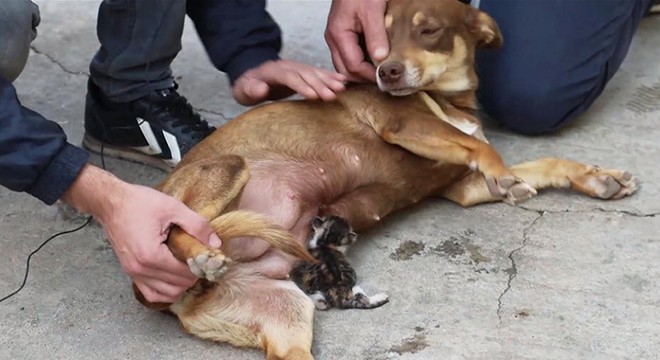 Fındık adlı köpek, yavru kediye anne oldu