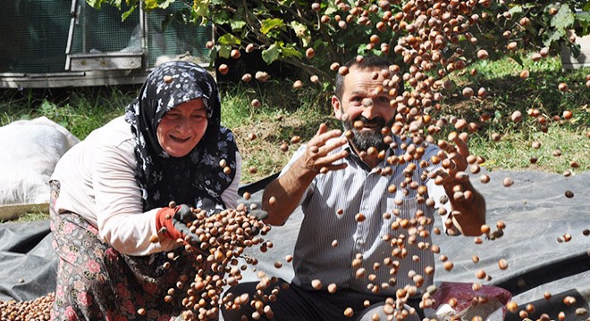 Fındık, üreticinin yüzünü güldürdü