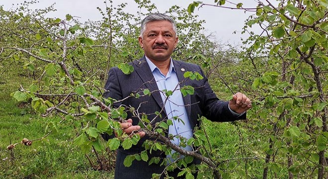 Fındıkta zirai don; yüzde 90'a varan kayıp var