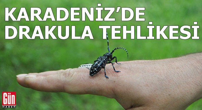 Fındıkta ‘Drakula  böceği tehlikesi büyüyor