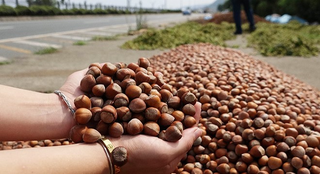 Fındıkta en büyük rakip ABD olacak