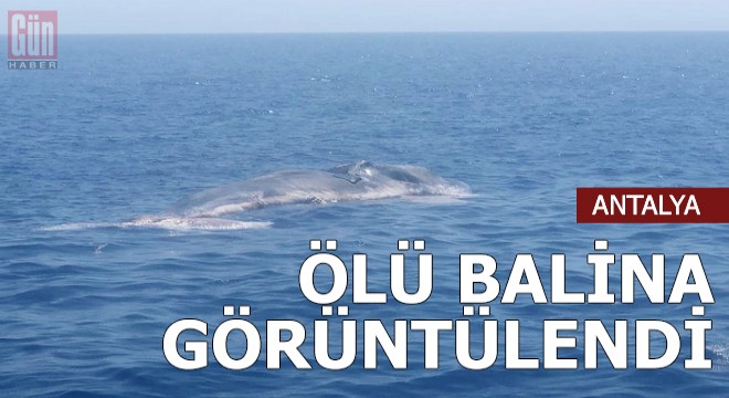 Finike Körfezi'nde ölü balina görüntülendi