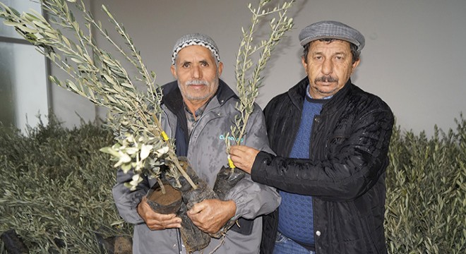 Finike Ziraat Odası'ndan üyelere zeytin fidanı