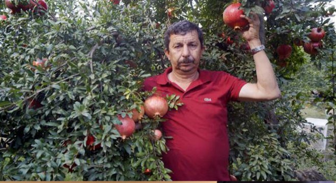 Finike'de nar hasadı başladı
