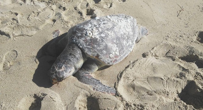 Fırtına sonrası kıyıya ölü caretta caretta vurdu