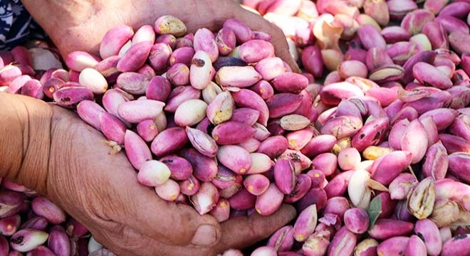 Fıstıkta gelecek yıl için endişelendiren haber