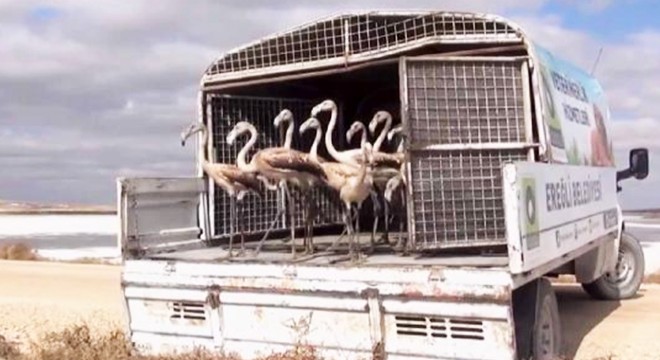 Flamingo satarken yakalandı, cezaya 'abarttınız' dedi