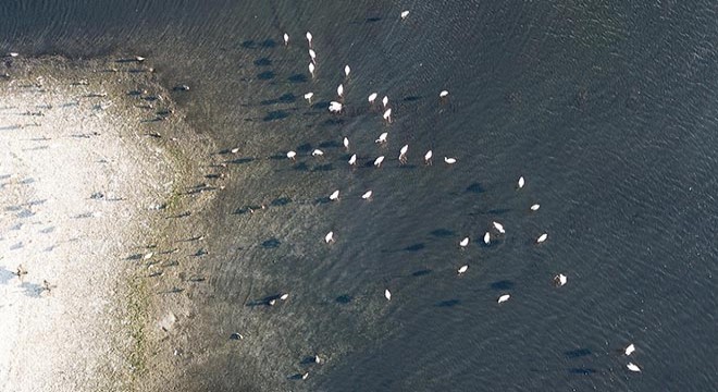 Flamingo sürüsü İzmit Körfezi'ni renklendirdi