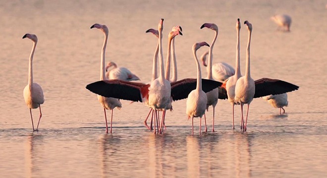 Flamingo ve pelikanların üreme alanları azaldı