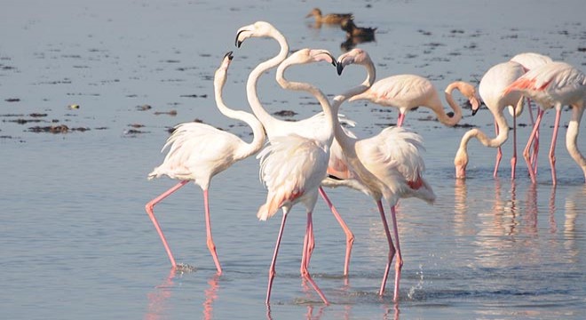 Flamingolar İzmit Körfezi'ne akın etti