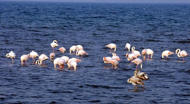 Flamingolar, İzmit Körfezi'ni renklendirdi