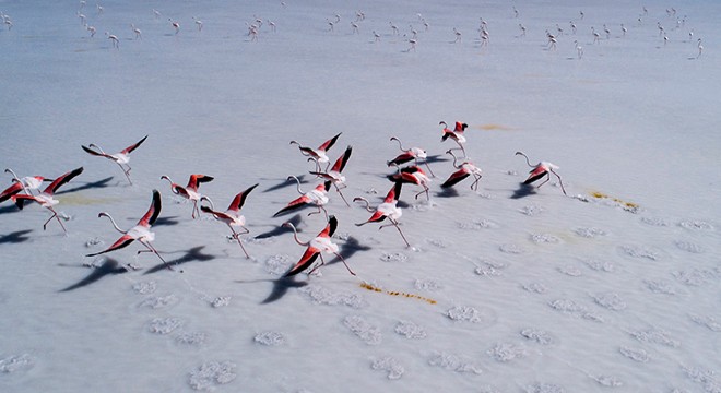 Flamingolar, Tuz Gölü'ne renk kattı