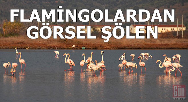 Flamingolardan sulak alanda görsel şölen
