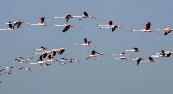 Flamingoların Tuz Gölü yolculuğu