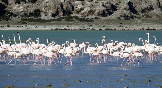 Flamingoların gölü kurudu