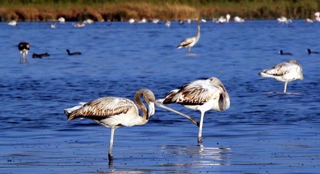 Flamingoların Van Gölü kıyılarındaki görsel şöleni başladı