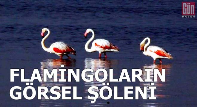 Flamingoların görsel şöleni