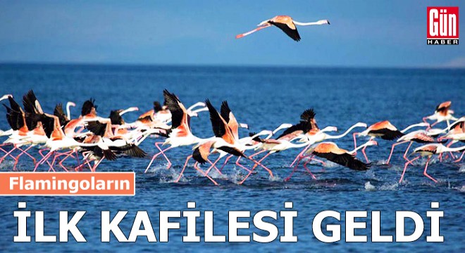 Flamingoların ilk kafilesi geldi