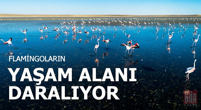 Flamingoların yaşam alanı daralıyor