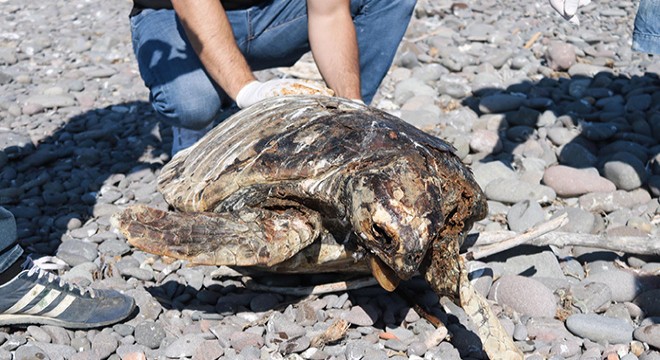 Foça'da sahile vurmuş ölü caretta caretta bulundu