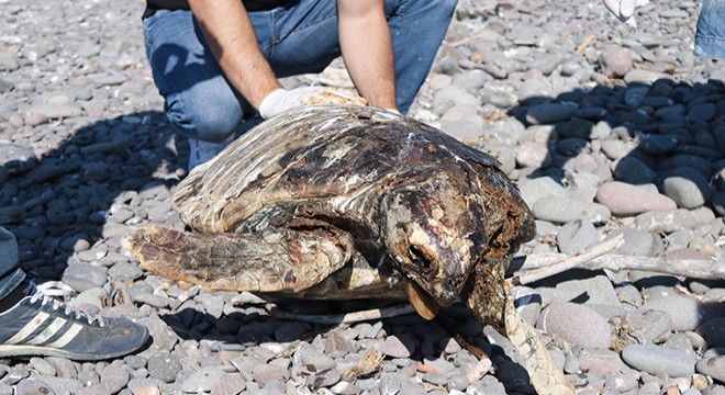 Foça da sahile vurmuş ölü caretta caretta bulundu