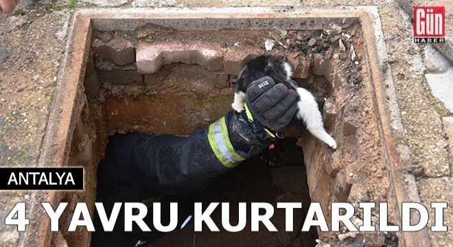 Foseptiğe düşen 4 yavru kediyi itfaiye kurtardı