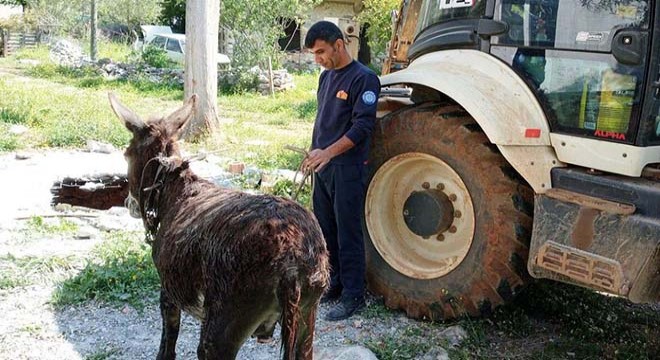 Foseptik çukuruna düşen eşeği itfaiyeciler kurtardı