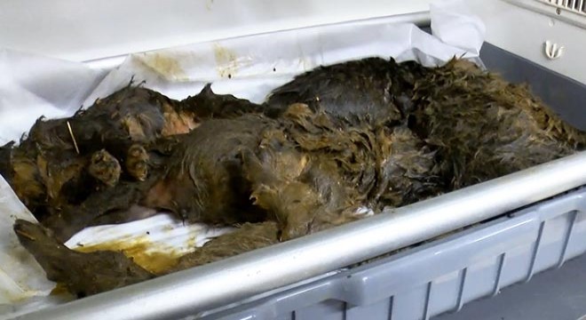 Foseptik çukurunda bulunan 6 yavru köpek tedaviye alındı