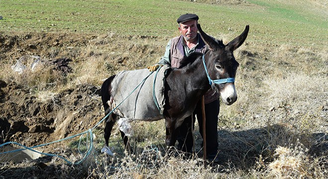 Foseptik kuyusuna düşen eşek kurtarıldı
