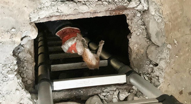 Foseptikte mahsur kalan yavru kediyi itfaiye kurtardı