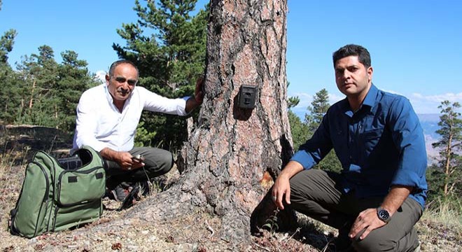 Fotokapana takılan yaban hayat