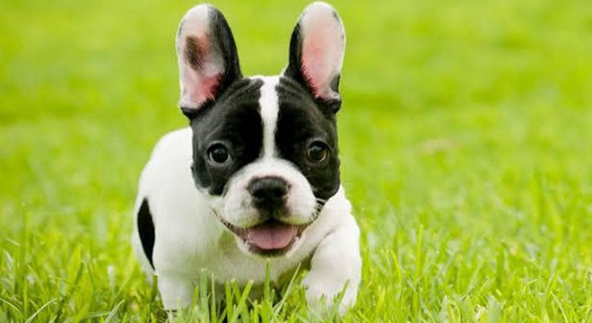 French Bulldog Evde Beslenir mi? Bakımı Nasıl olmalı ?