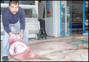 Gazipaşa’da 300 kiloluk köpekbalığı yakalandı