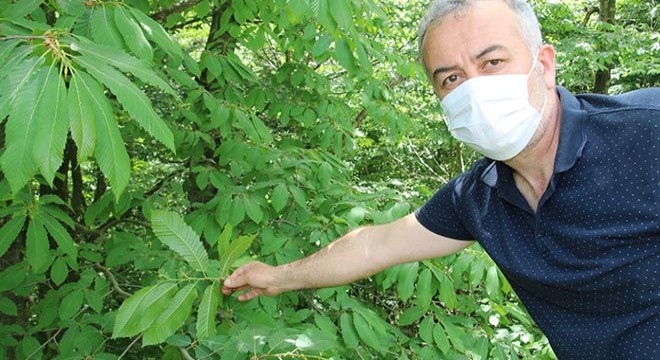 Gal arısı, kestane ağaçlarına zarar veriyor