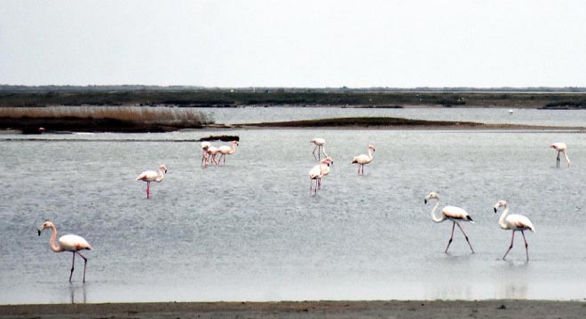 Gala Gölü ne binlerce flamingo geldi