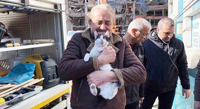Galeria Sitesi'nde kurtarılan kedi sayısı 12'ye çıktı