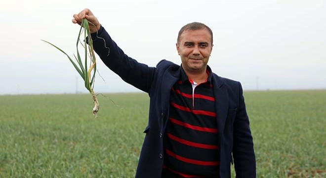 Gaziantep, sarımsağı ile de ön plana çıkacak