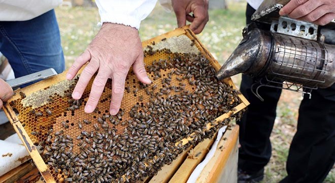 Gaziantep te bal üretimi 10 yılda 42 kat arttı